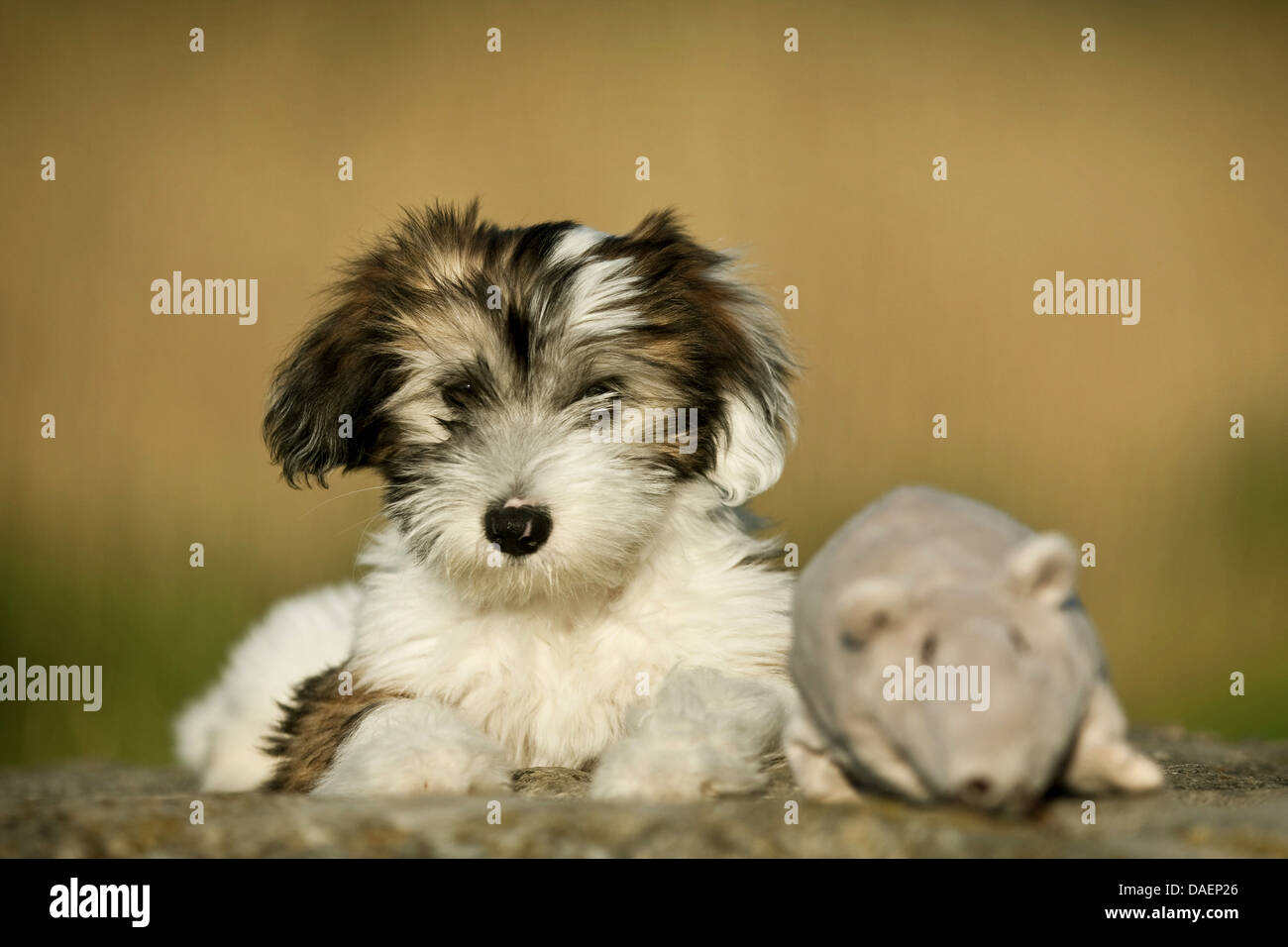 Chien blanc avec une tache brune sur l'oeil Banque de photographies et