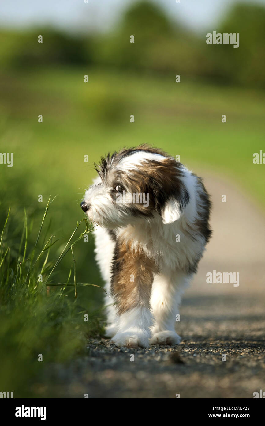 Terrier tibétain (Canis lupus f. familiaris), brun tacheté blanc debout chiot waysides et renifle à un brin d'herbe, Allemagne Banque D'Images