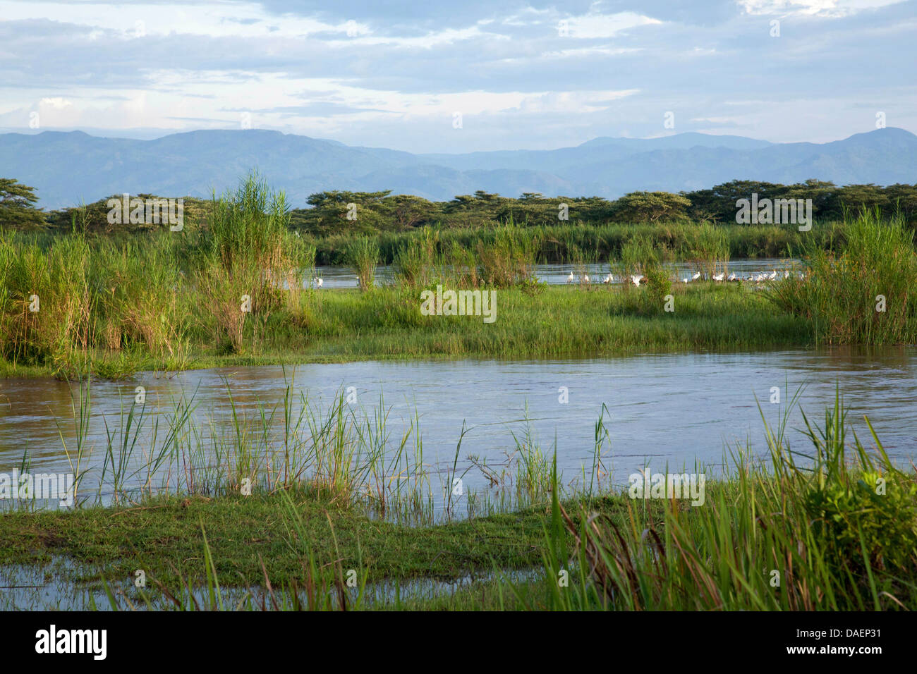 Prairies marécageuses au lac Ihema durant la saison des pluies, le Rwanda, Province de l'Est , le parc national de l'Akagera Banque D'Images