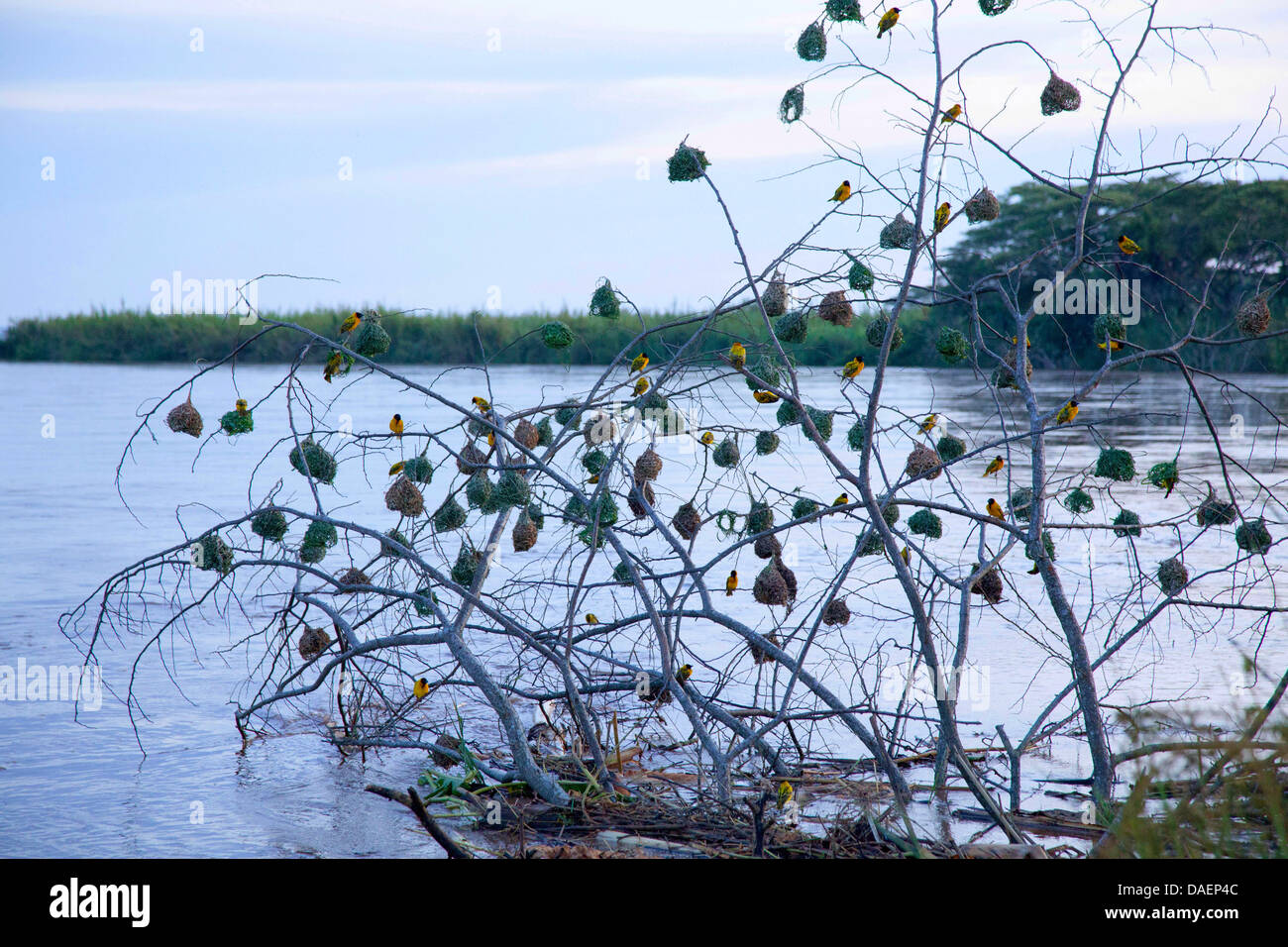 Tisserands avec leurs nids dans un arbre au bord du lac Tanganyika, le Burundi, Bujumbura Banque D'Images