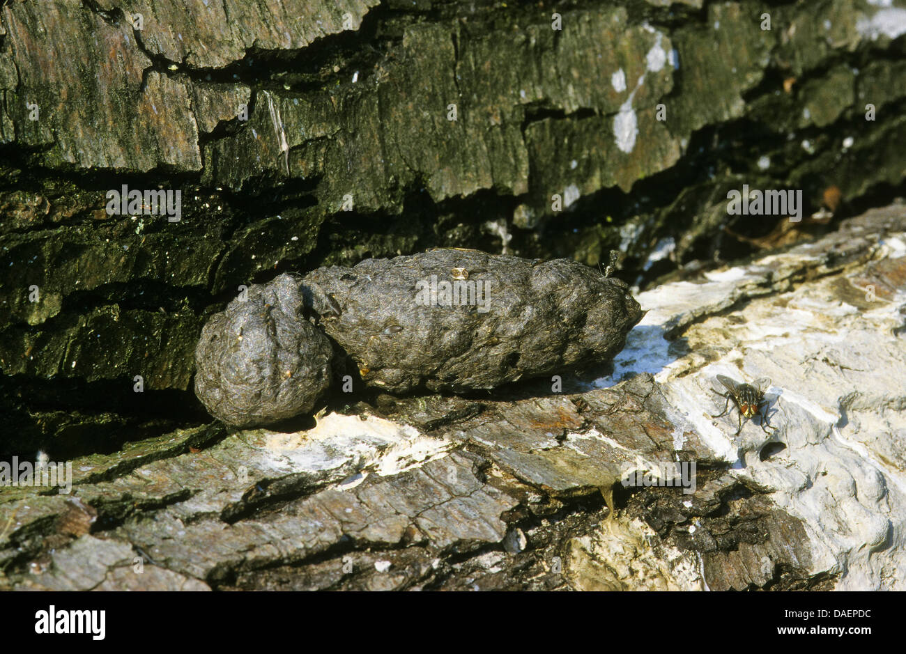 Héron cendré (Ardea cinerea), pellet allongé sur un tronc d'arbre, Allemagne Banque D'Images