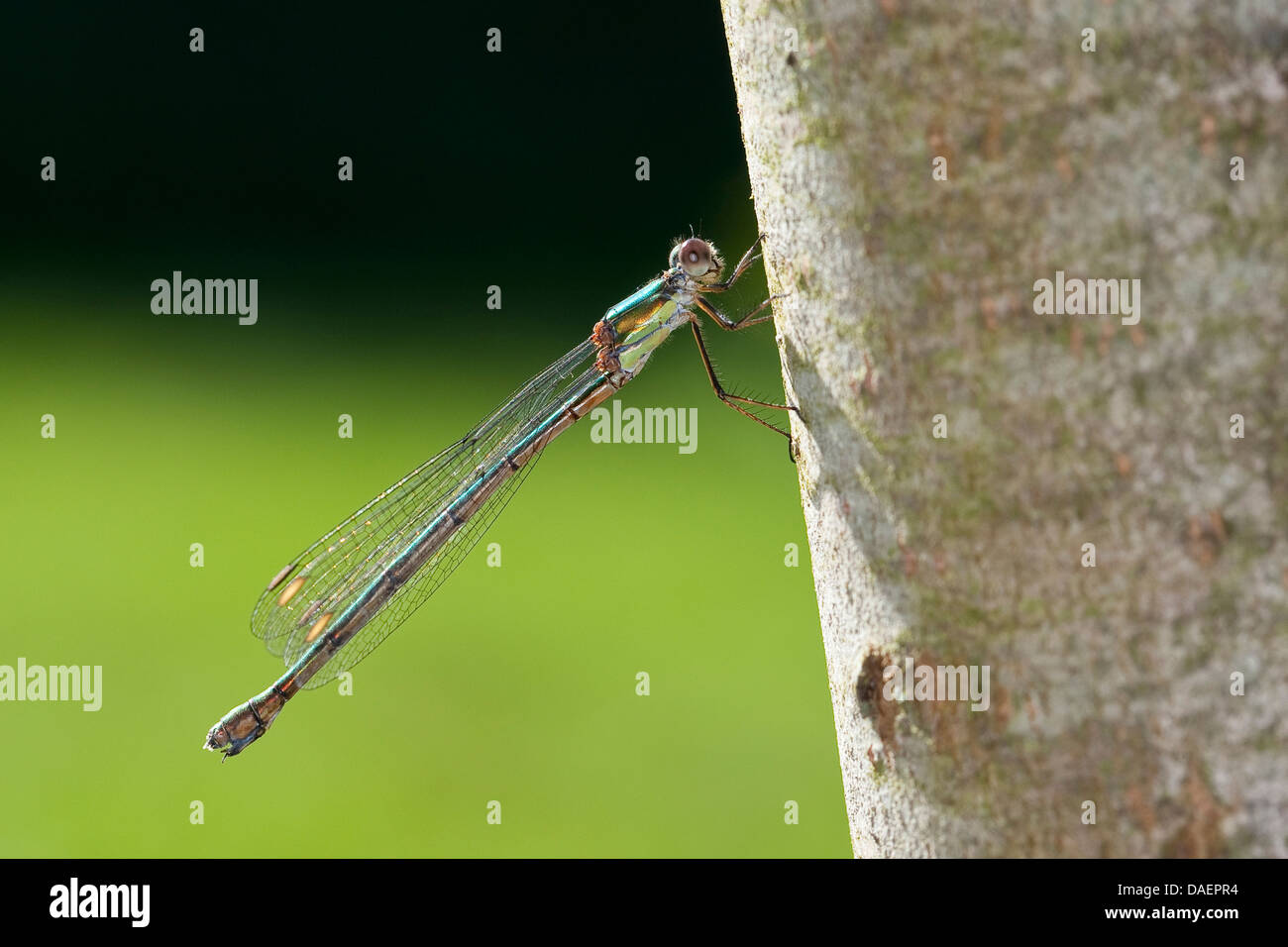 Mererald willow (demoiselle Lestes viridis, Chalcolestes viridis), Femme, Allemagne Banque D'Images