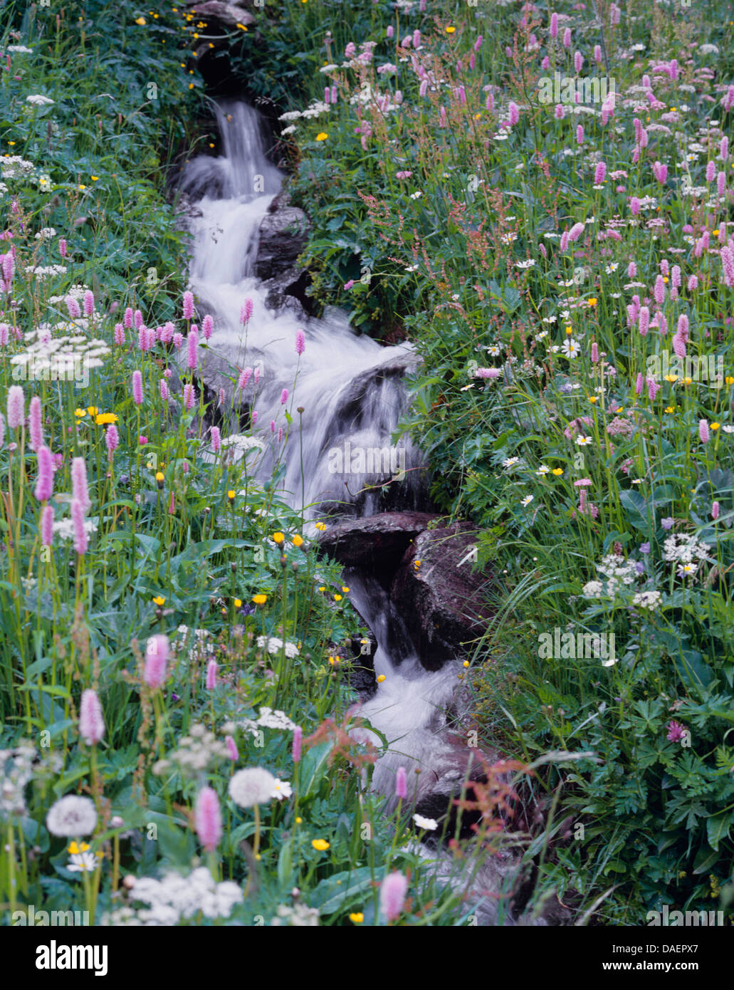Mountain Creek dans une prairie en fleurs, Suisse Banque D'Images