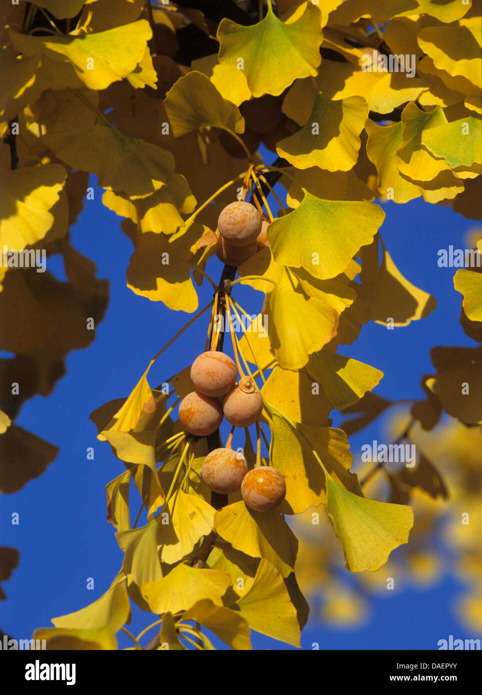 Arbre aux 40 écus, Ginkgo, Arbre de ginkgo, Ginko biloba de ginkgo (arbre), avec des graines mûres sur une branche Banque D'Images