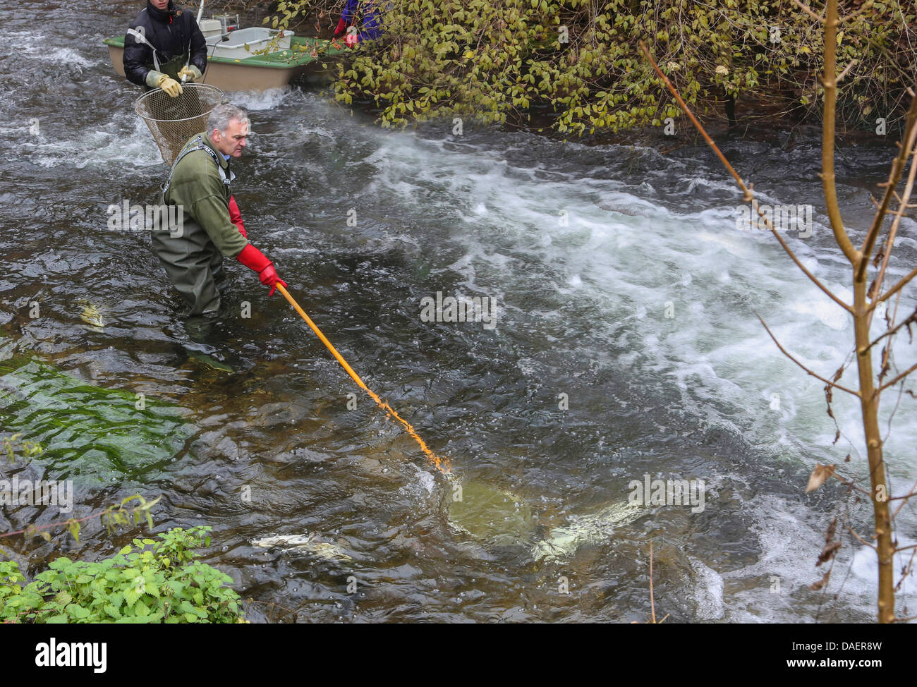 La pêche dans une rivière pour le contrôle de la population, de l'Allemagne Banque D'Images