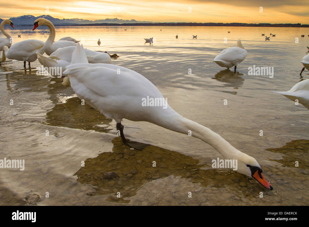 Mute swan (Cygnus olor), sur l'alimentation en rive du lac en face des Alpes, de l'Allemagne, la Bavière Banque D'Images