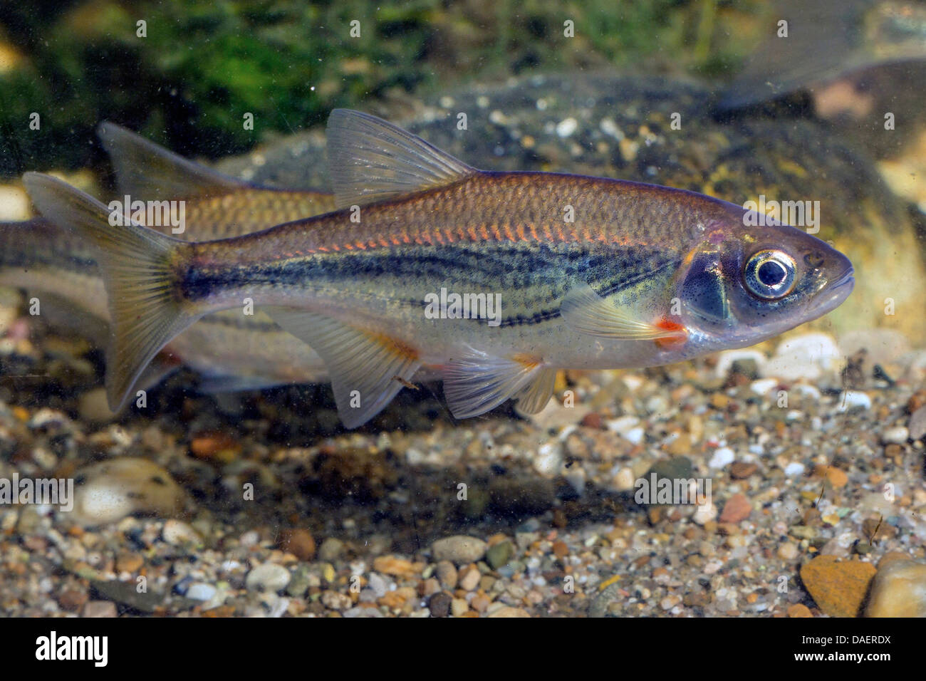 Boule de radiers, Schneider (Alburnoides bipunctatus), à l'eau d'un sol de gravier Banque D'Images