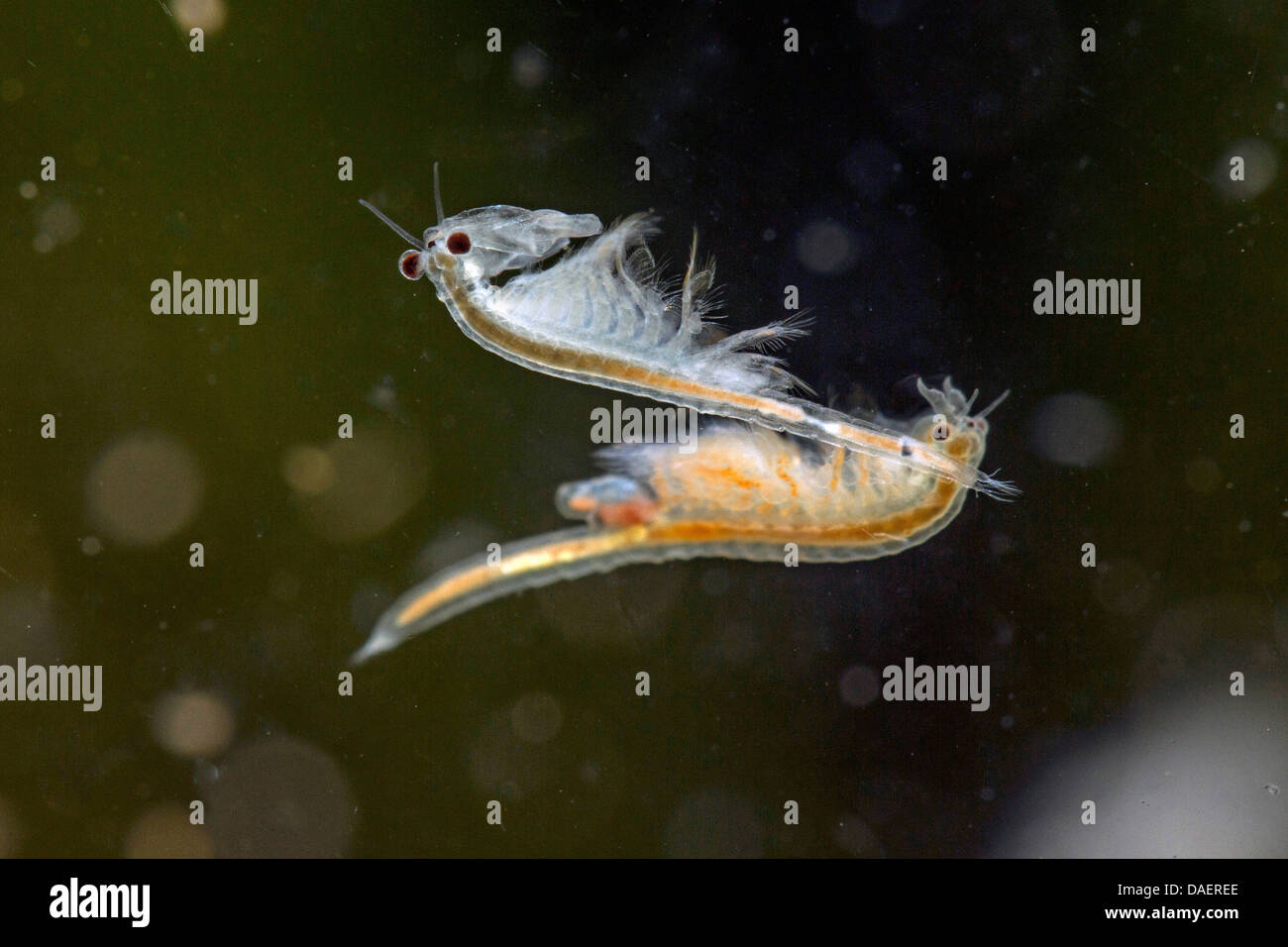 American Brine shrimp, Woodentub (Artemia Artémia gracilis), mâle et femelle Banque D'Images