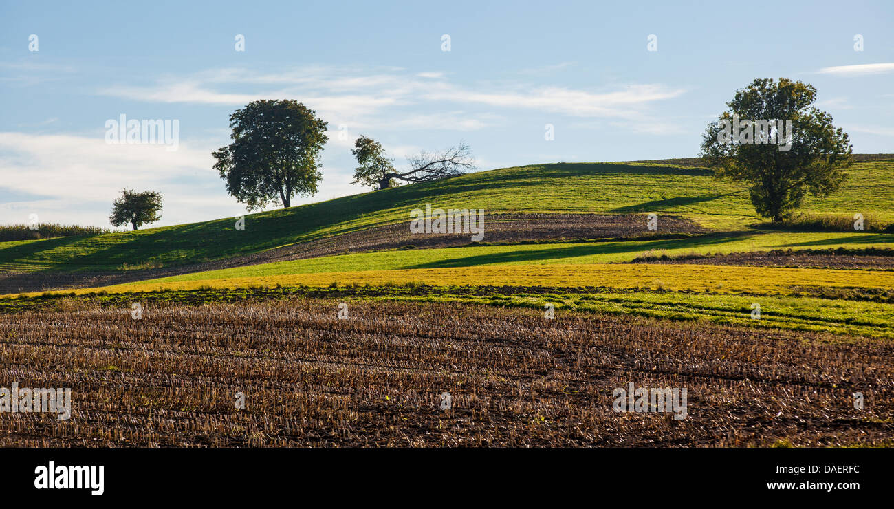 Les champs récoltés dans la lumière du soir, l'Allemagne, la Bavière Banque D'Images