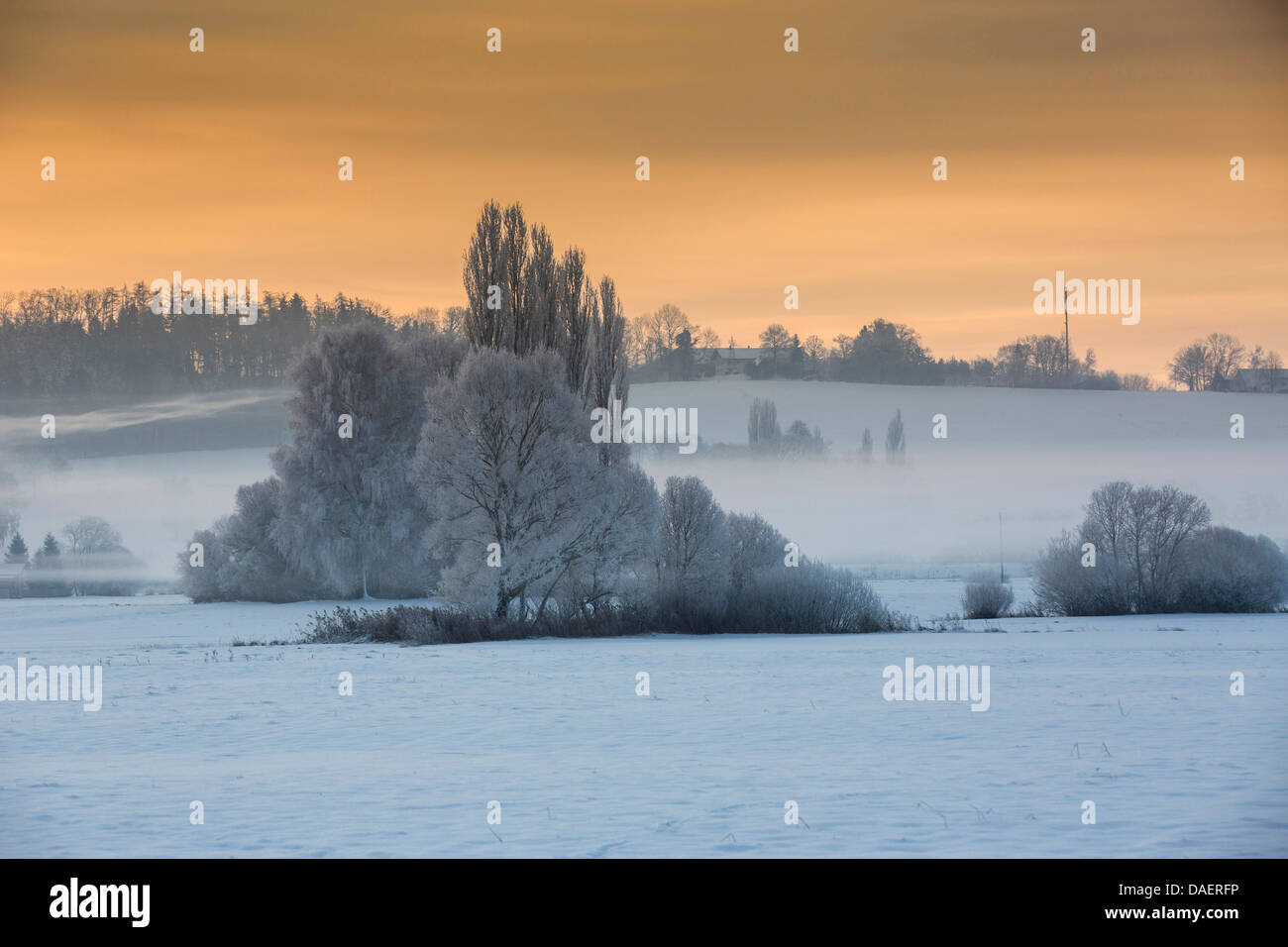Paysage de neige avec brouillard au sol dans la lumière du matin, l'Allemagne, Bavière, Isental Banque D'Images