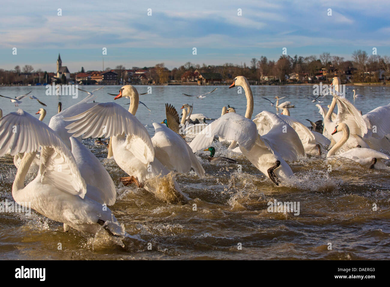 Mute swan (Cygnus olor), plusieurs individus battant jusqu'à la rive du lac, l'Allemagne, la Bavière, le lac de Chiemsee Banque D'Images