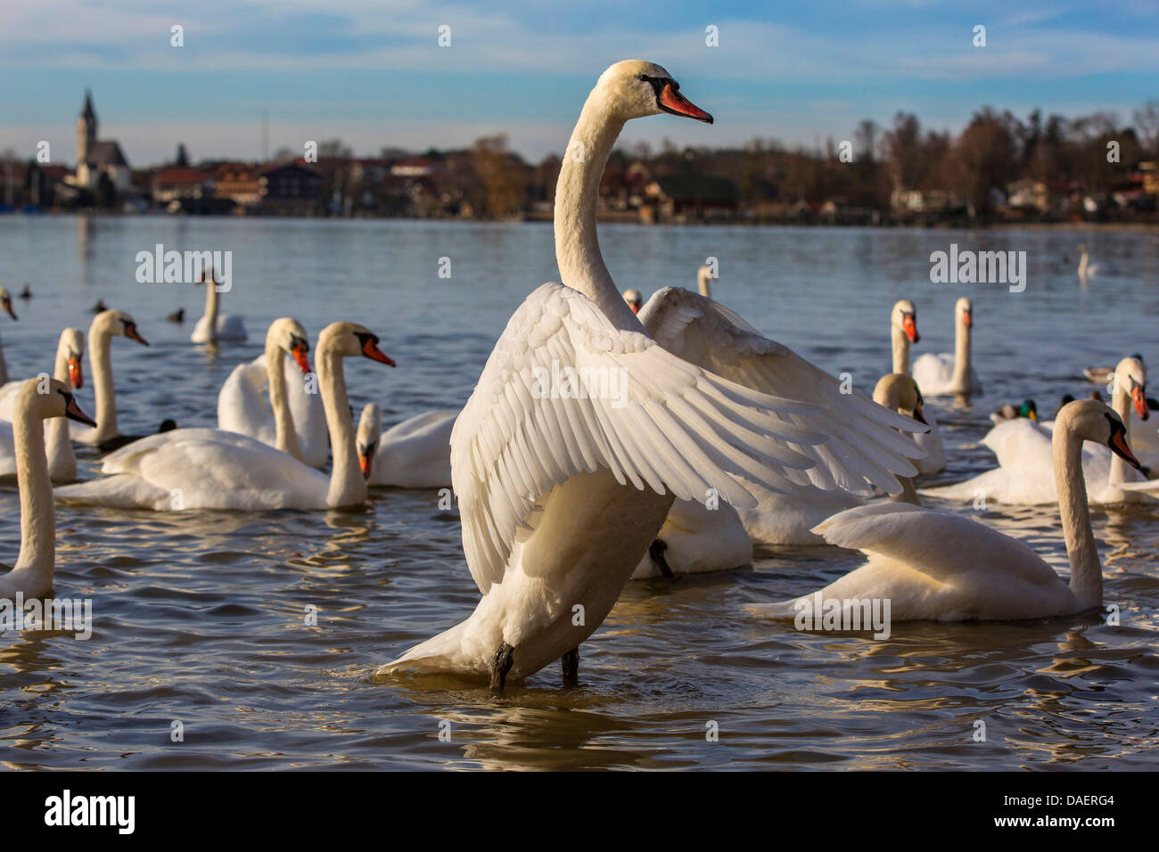 Mute swan (Cygnus olor), les ailes battantes, Allemagne, Bavière, le lac de Chiemsee, Grabenstätt Banque D'Images