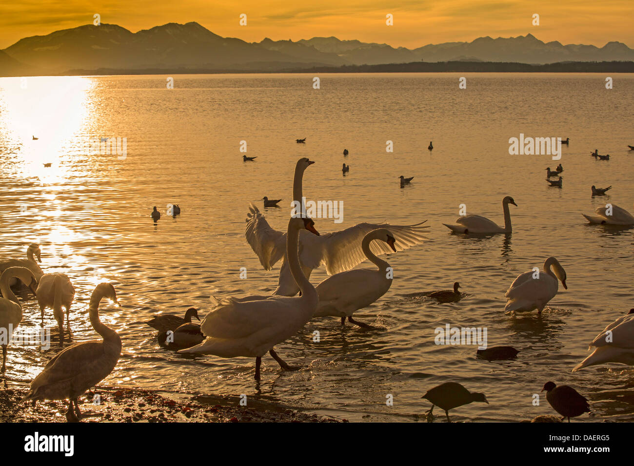 Mute swan (Cygnus olor), les ailes battantes en face de la montagne au coucher du soleil, de l'Allemagne, de Bavière, le lac de Chiemsee, Grabenstätt Banque D'Images