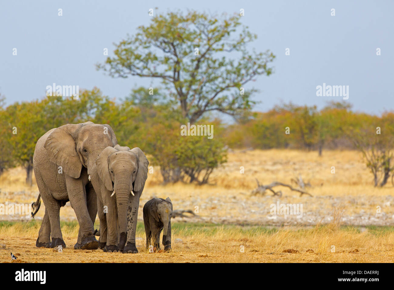 L'éléphant africain (Loxodonta africana), la famille d'éléphants dans la savane, la Namibie, Oshikoto, Etosha National Park, Fontaine de Riedfontein Banque D'Images