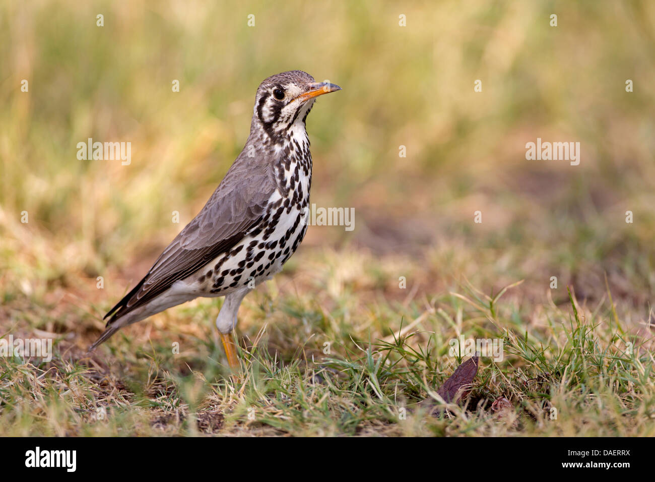 (Psophocichla litsipsirupa (groundscraper thrush), assis sur le sol, la Namibie, Etosha National Park, Oshikoto Banque D'Images