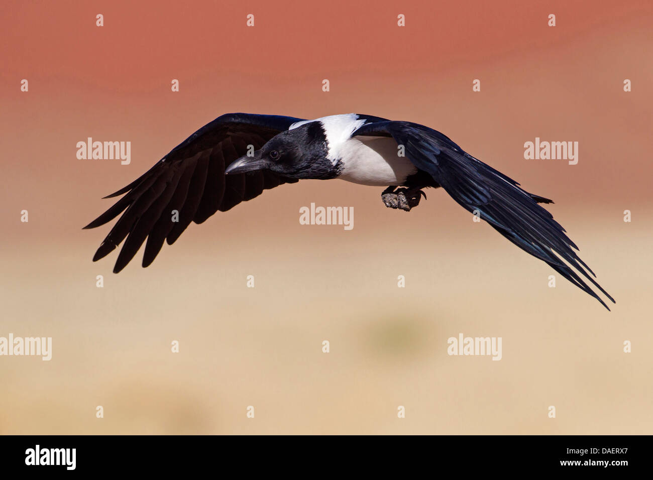 Pied-de-corbeau (Corvus albus), le pilotage, la Namibie, le Parc National Namib Naukluft Sesriem, Hardap Banque D'Images