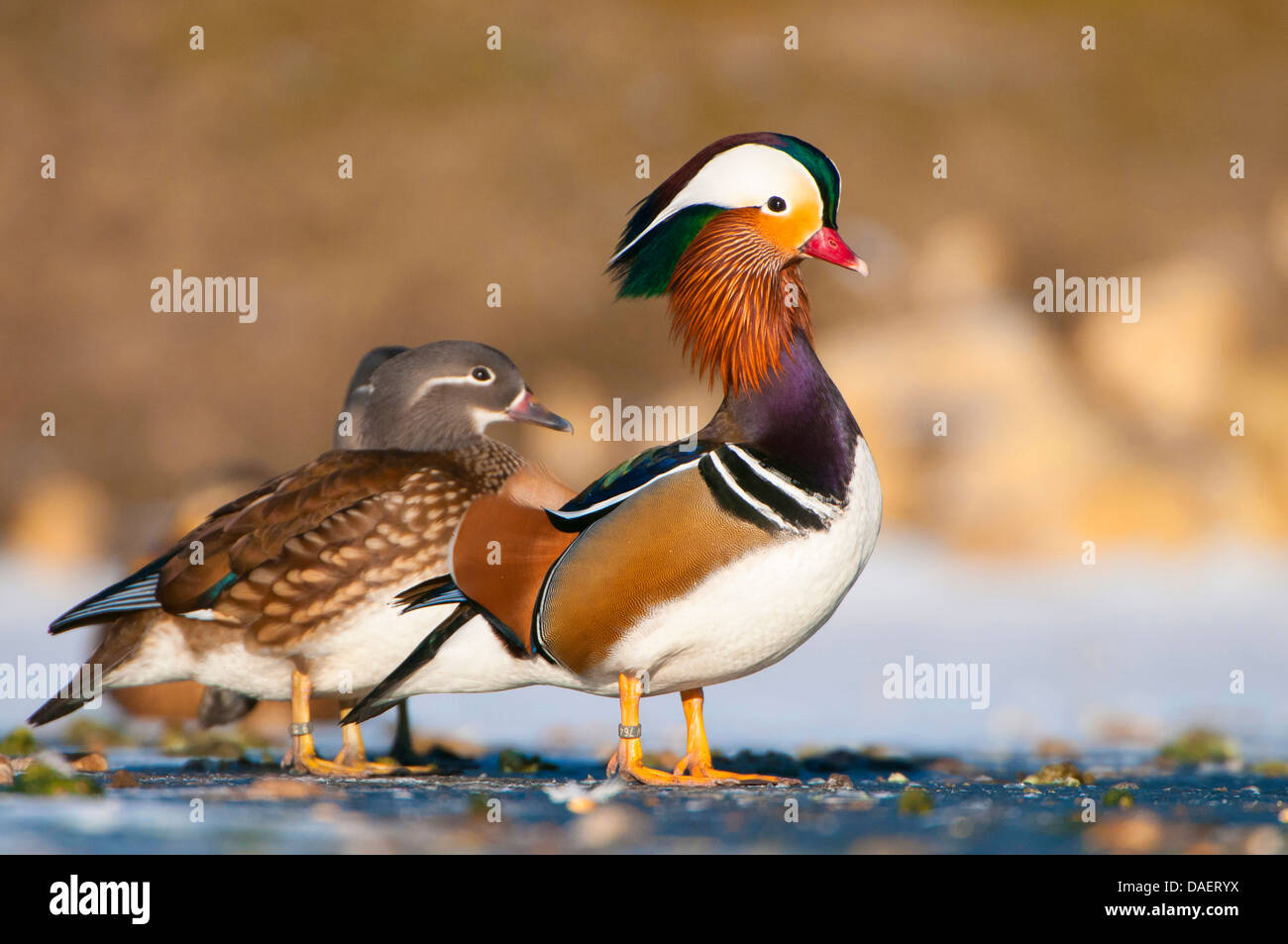 Canard mandarin (Aix galericulata), paire sur un étang gelé, Allemagne Banque D'Images