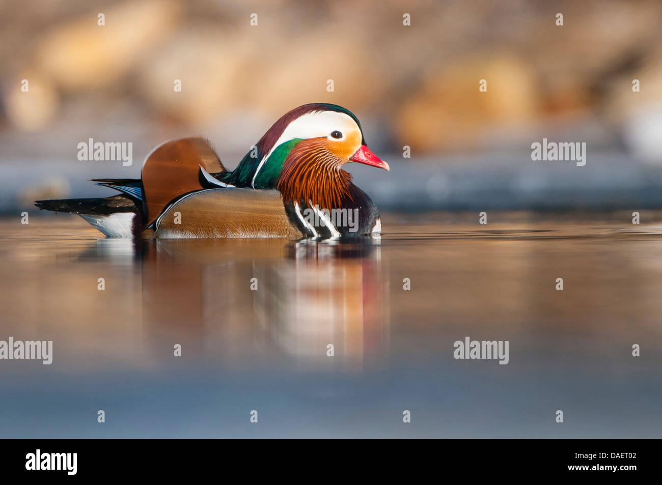 Canard mandarin (Aix galericulata), homme sur un étang, Allemagne Banque D'Images