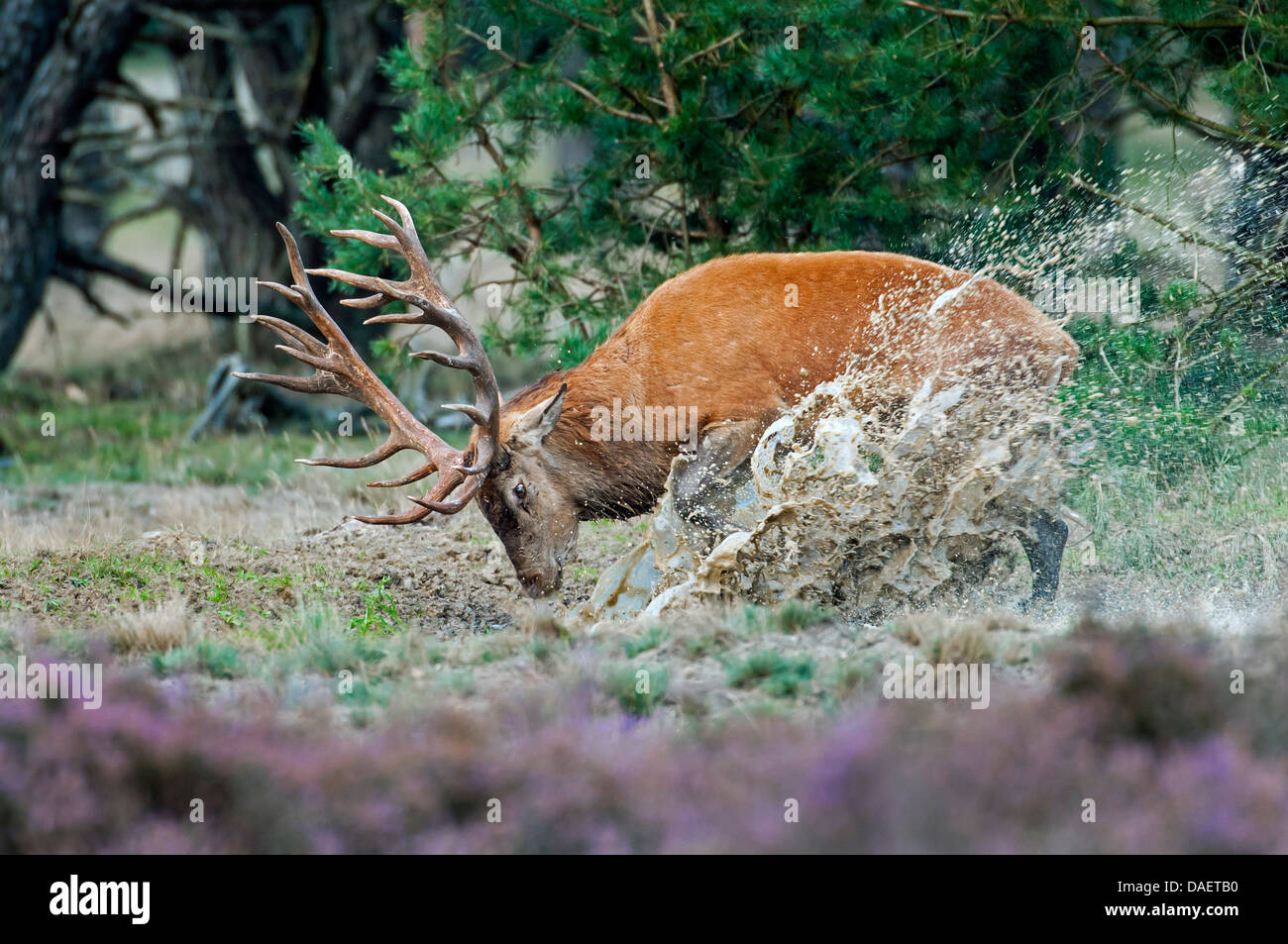 Red Deer (Cervus elaphus), stag'éclabousser avec de l'eau, de l'Allemagne Banque D'Images