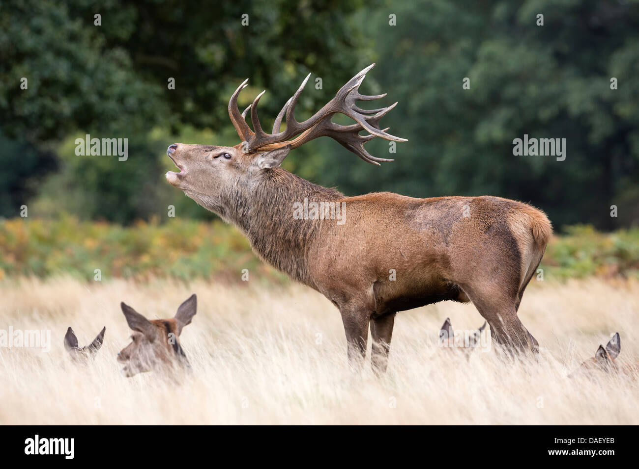 Red Deer Stag beugler et afficher pendant le rut Banque D'Images