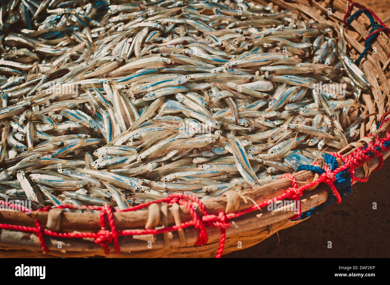 Petit poisson dans un panier Banque D'Images