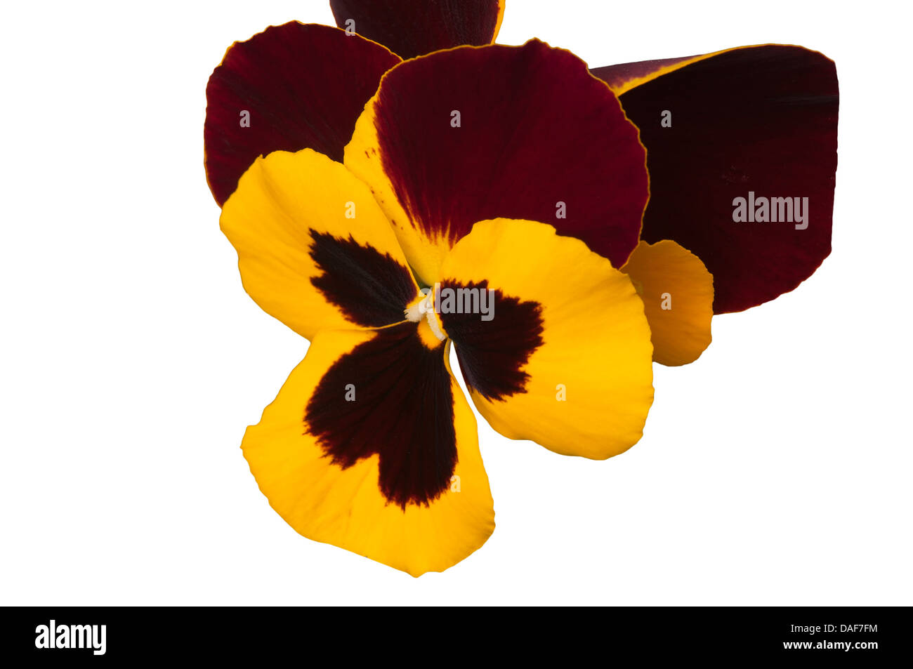 Mauve et jaune Bicolor Pansy Banque D'Images