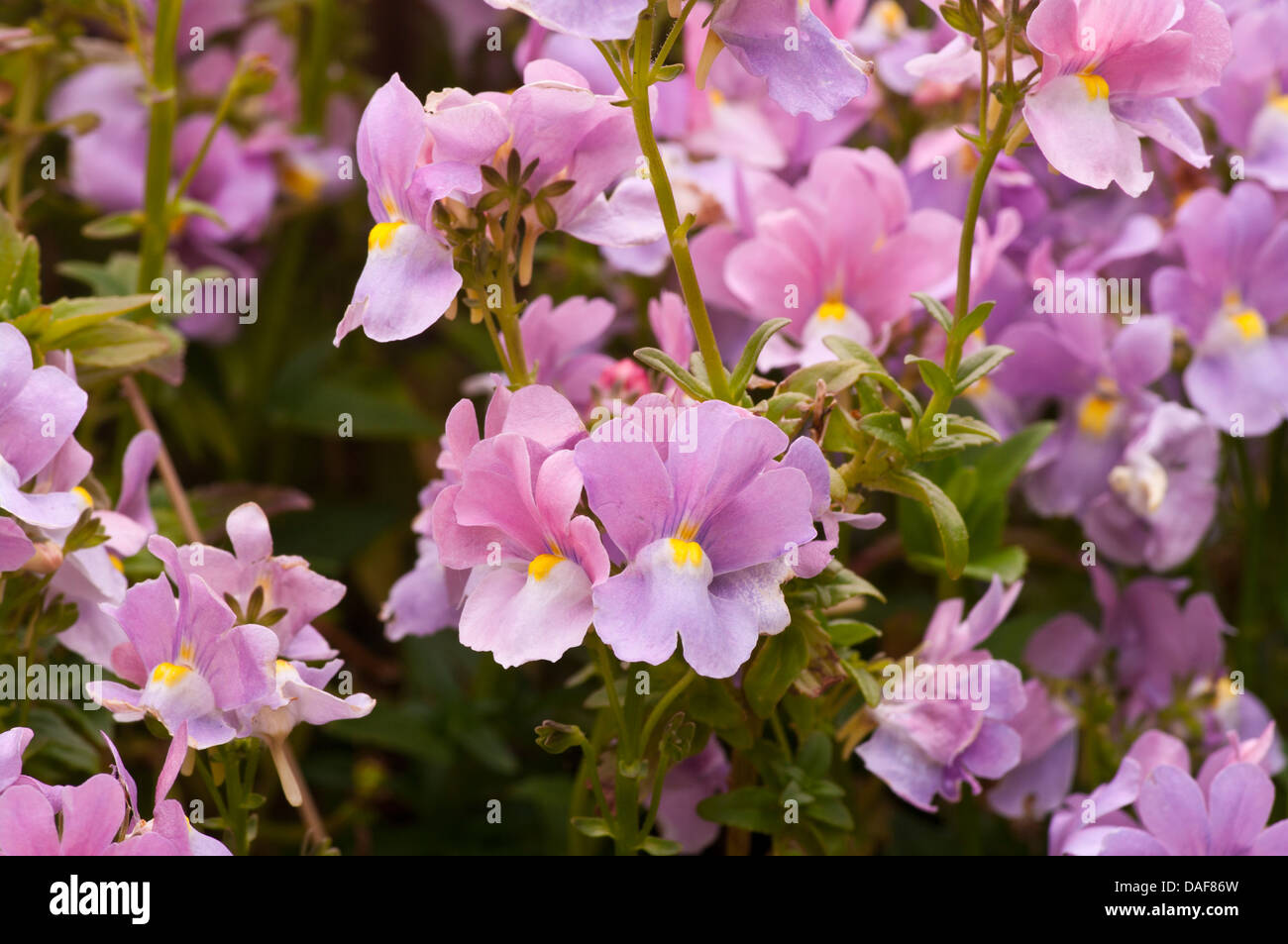 Les plantes à massifs d'été Uk Violet et Blanc Nemesia Banque D'Images