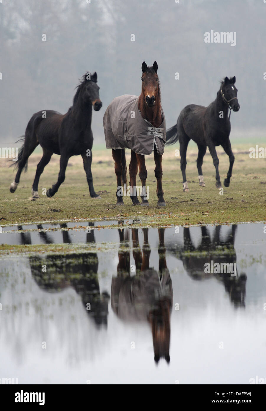 Miroir des chevaux dans une flaque d'eau près de Hassloch, Allemagne, 18 février 2011. Photo : Ronald WIITEK Banque D'Images