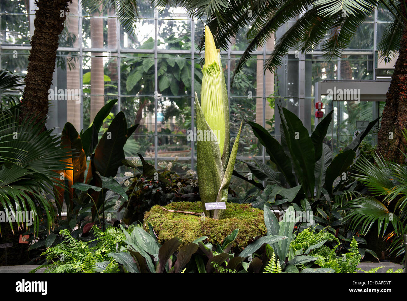 L'arum titan, également connu sous le nom de la fleur ou plante cadavre puant, est sur le point de fleurir à l'United States Botanic Garden Conservatory le 12 juillet 2013 à Washington, DC. La fleur géante a une odeur qui rappelle l'odeur de décomposition d'un mammifère. Banque D'Images