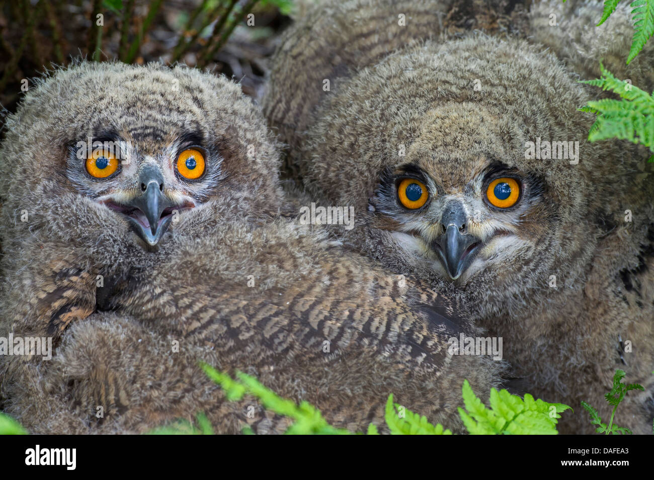 Le nord du grand-duc (Bubo bubo), zwo squeakers, Allemagne Banque D'Images