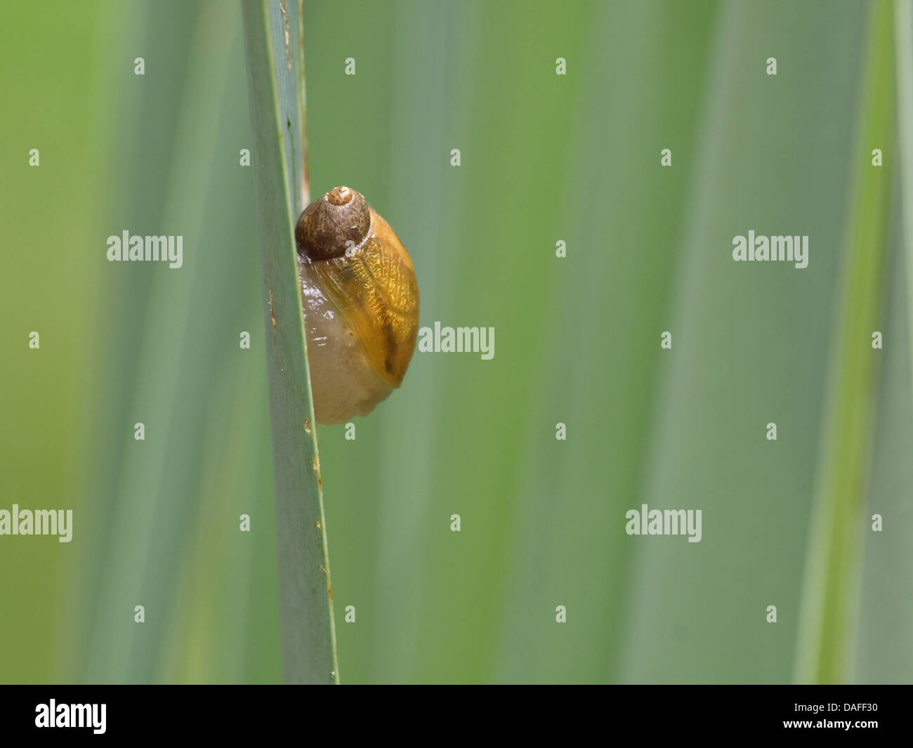 Petit,'/ Succinea putris / Bernsteinschnecke Gemeine Banque D'Images