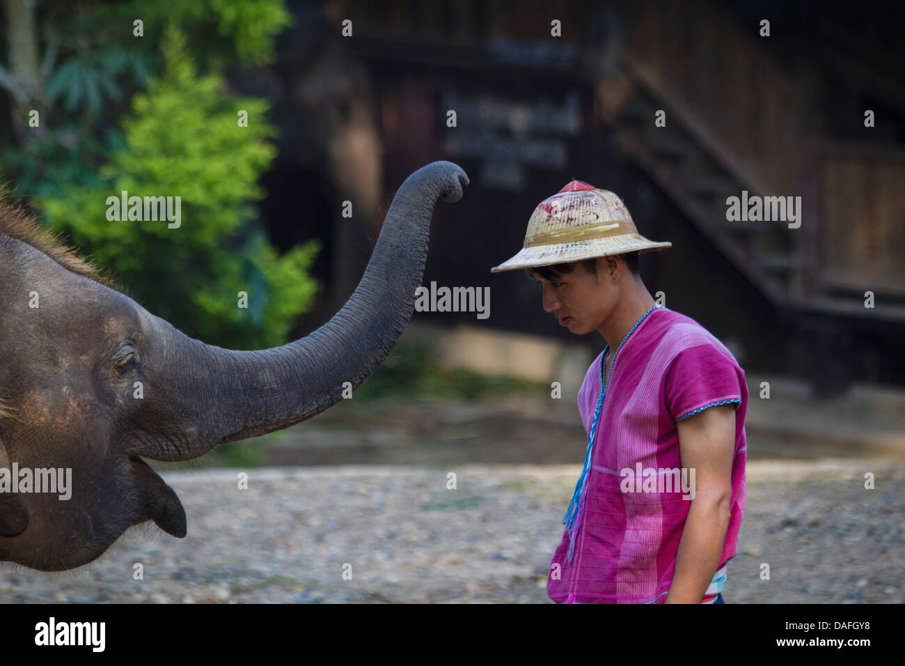 La Thaïlande, Chiang Mai, Elephant Show avec mahout à Maesa Elephant Camp Banque D'Images La Thaïlande, Chiang Mai, Elephant Show avec mahout à Maesa Elephant Camp Banque D'Images