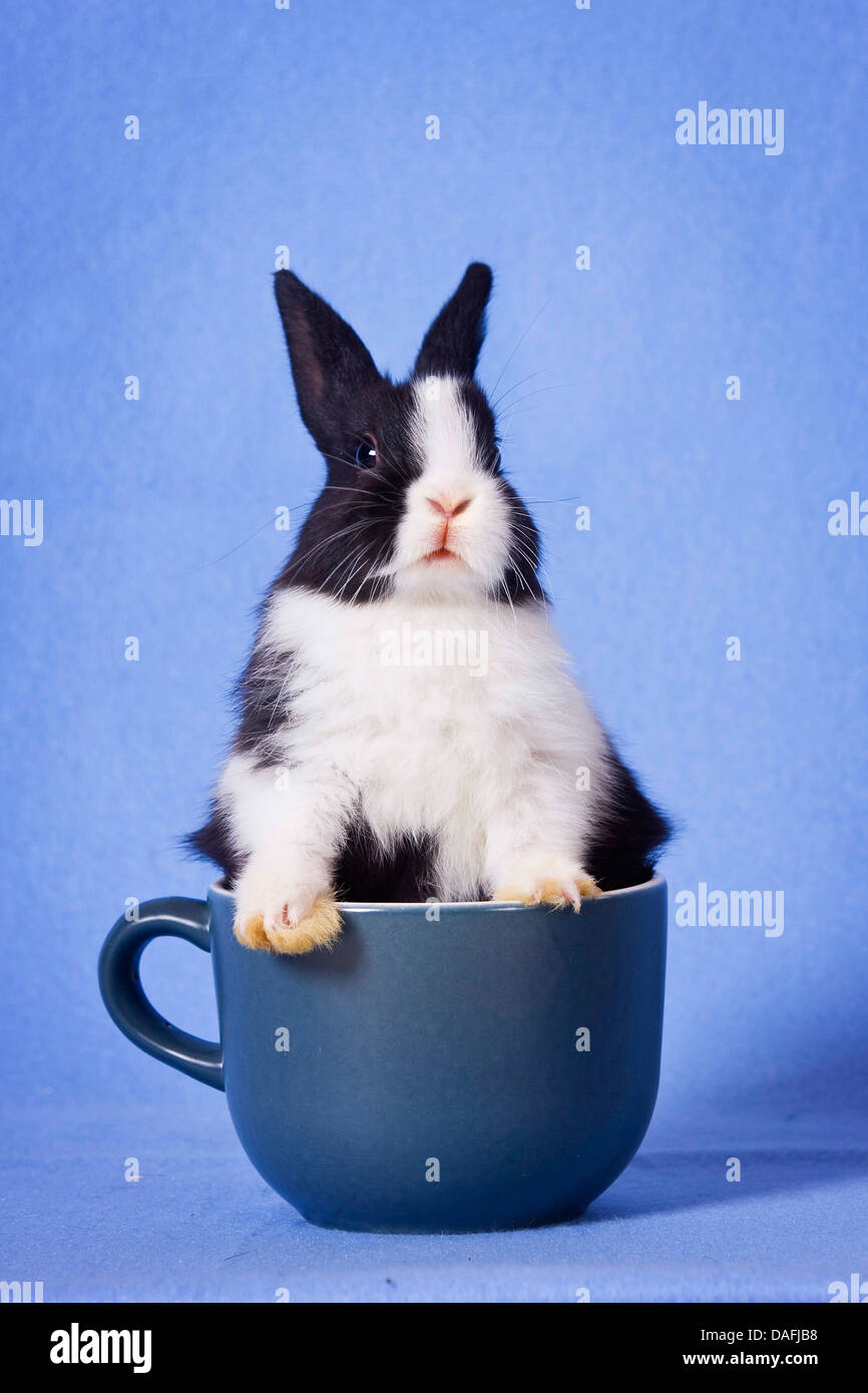 Lapin nain (Oryctolagus cuniculus f. domestica), les jeunes bunny dans une tasse, Allemagne Banque D'Images