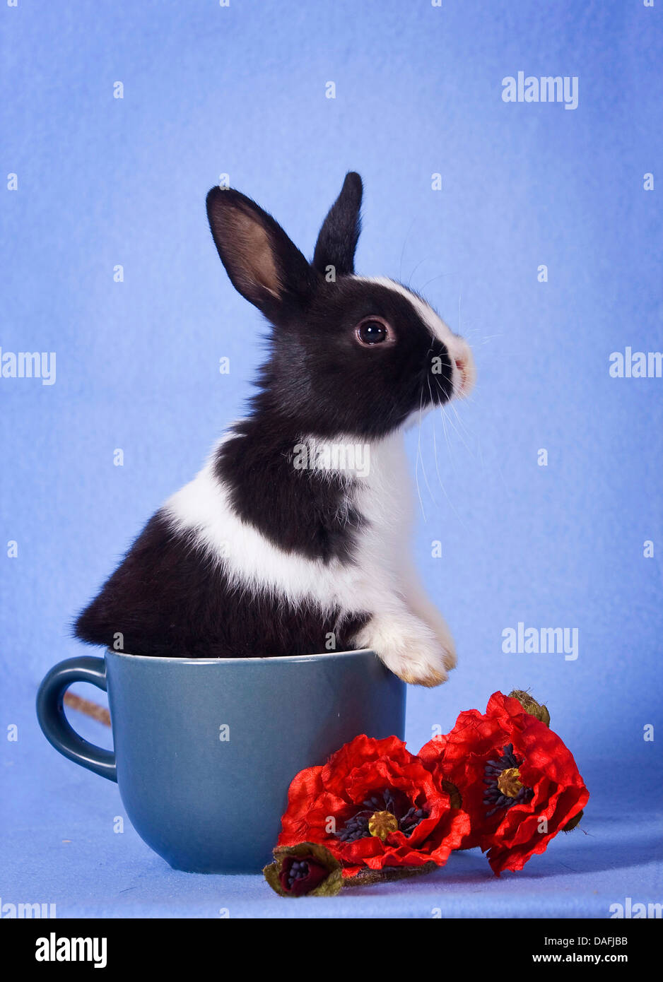 Lapin nain (Oryctolagus cuniculus f. domestica), les jeunes bunny dans une tasse, Allemagne Banque D'Images
