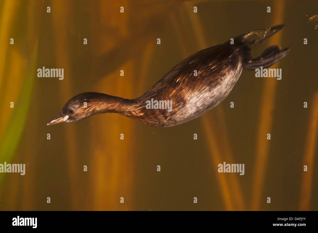 Podiceps ruficollis grèbe castagneux (Tachybaptus ruficollis), à la recherche de nourriture dans l'eau, de l'Allemagne, Rhénanie du Nord-Westphalie Banque D'Images