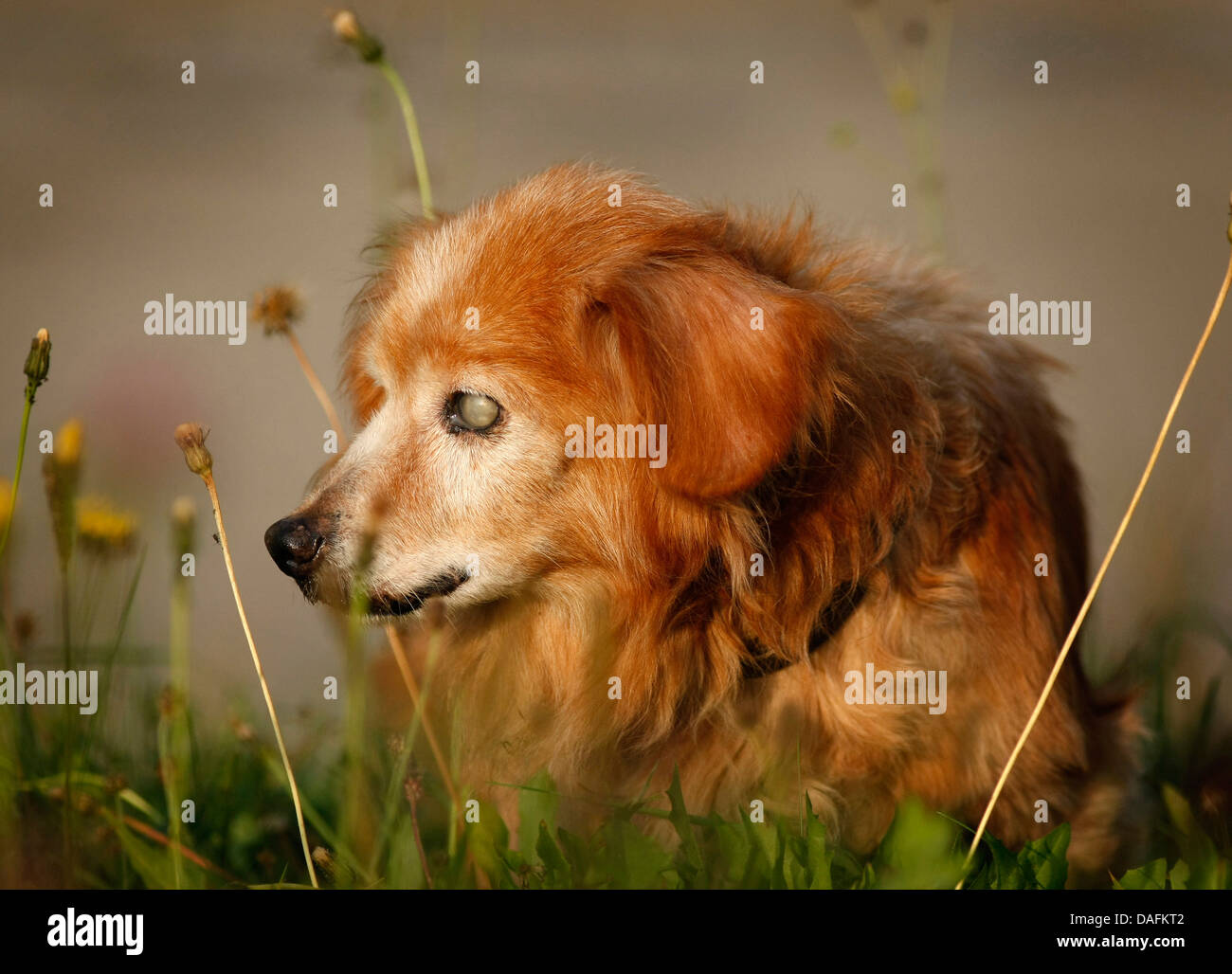 Teckel à poil long, poil long chien saucisse, chien domestique (Canis lupus f. familiaris), 21 ans, devenu aveugle Teckel dans un pré, Allemagne Banque D'Images