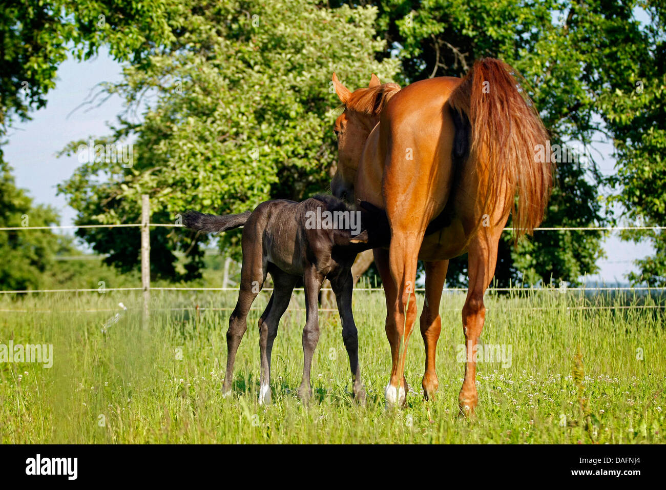 Wuerttemberger Baden-Wuerttemberger Wurttemberger,,, Baden-Wurttemberger (Equus przewalskii f. caballus), poulain suckling, Allemagne Banque D'Images