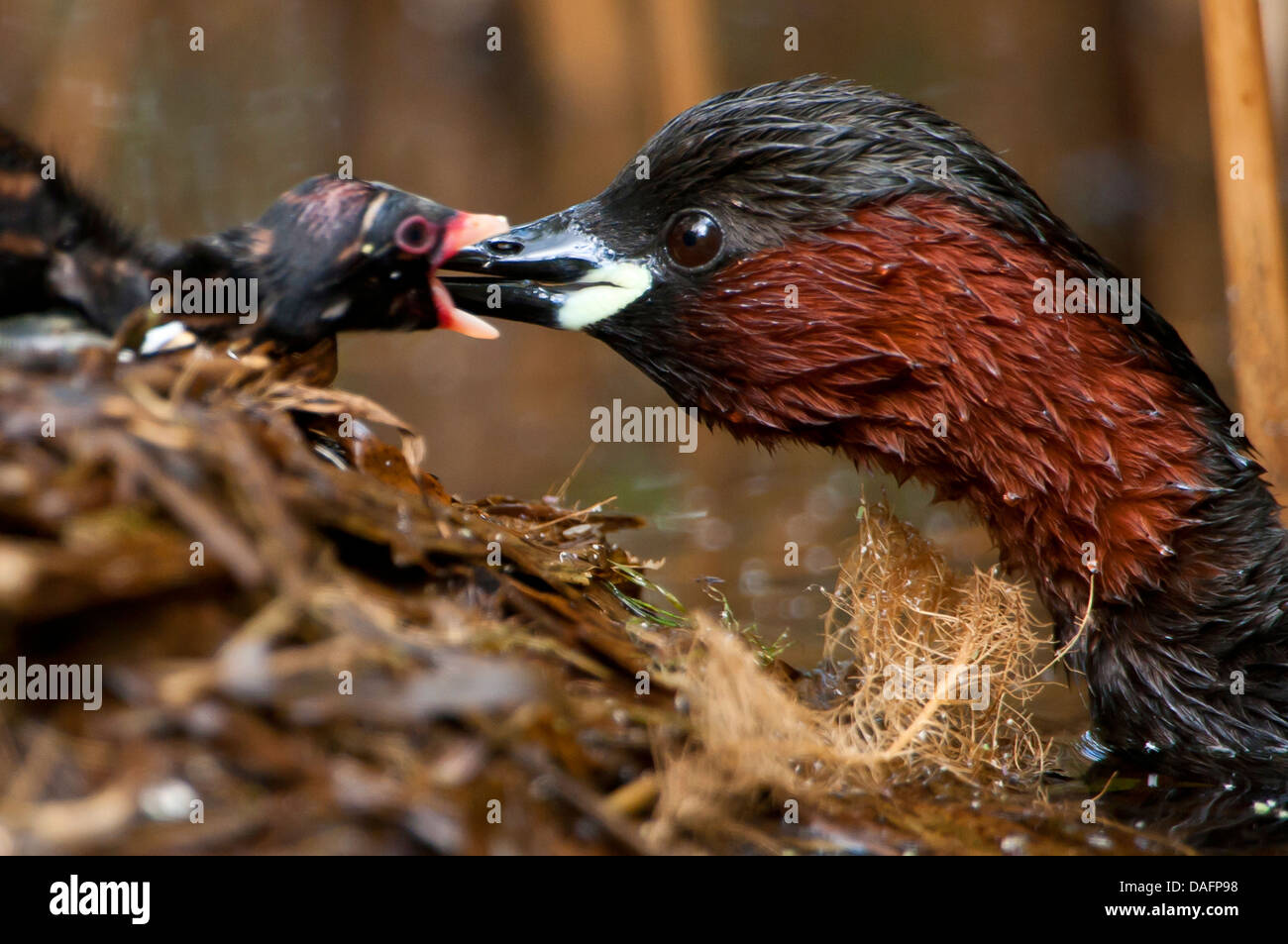 Podiceps ruficollis grèbe castagneux (Tachybaptus ruficollis), l'alimentation, un poussin, Allemagne, Rhénanie du Nord-Westphalie Banque D'Images