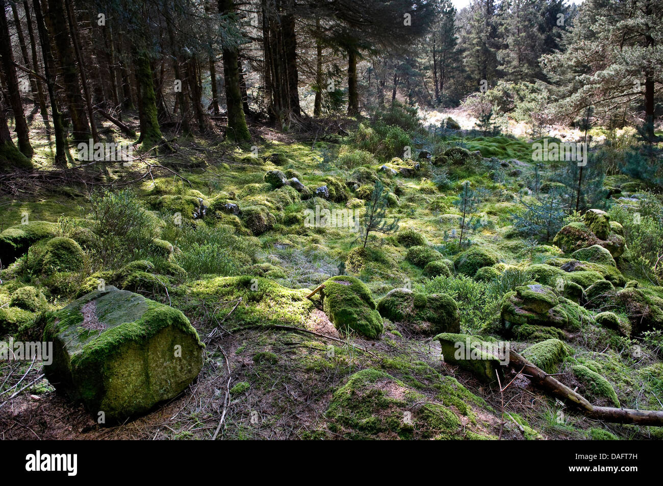 Ruiné Cairn dans Davagh Forêt, comté de Tyrone, Irlande du Nord, Royaume-Uni Banque D'Images