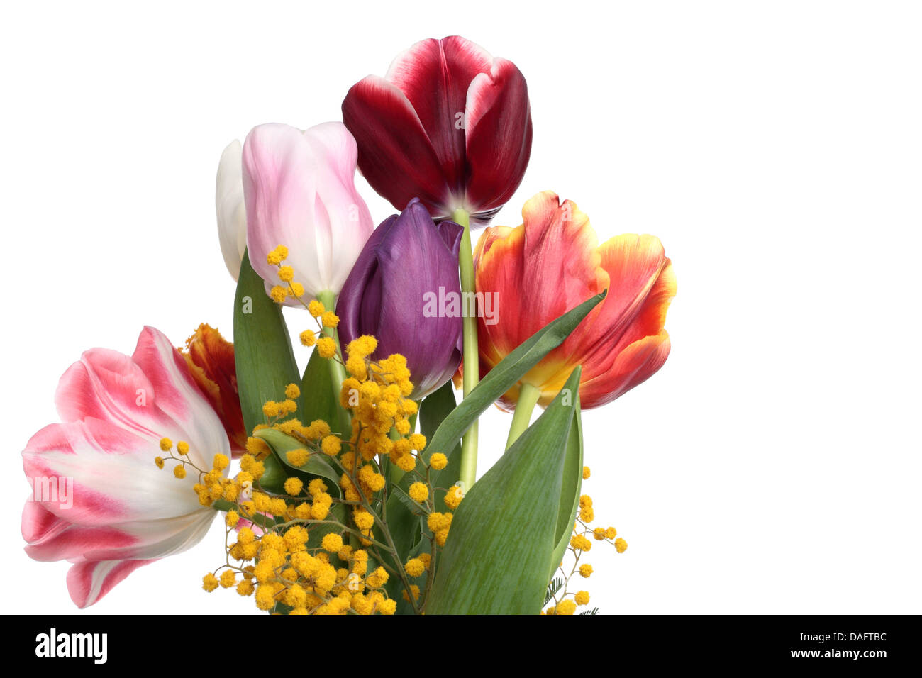 Bouquet de tulipes fraîches et mimosa sur fond blanc Banque D'Images
