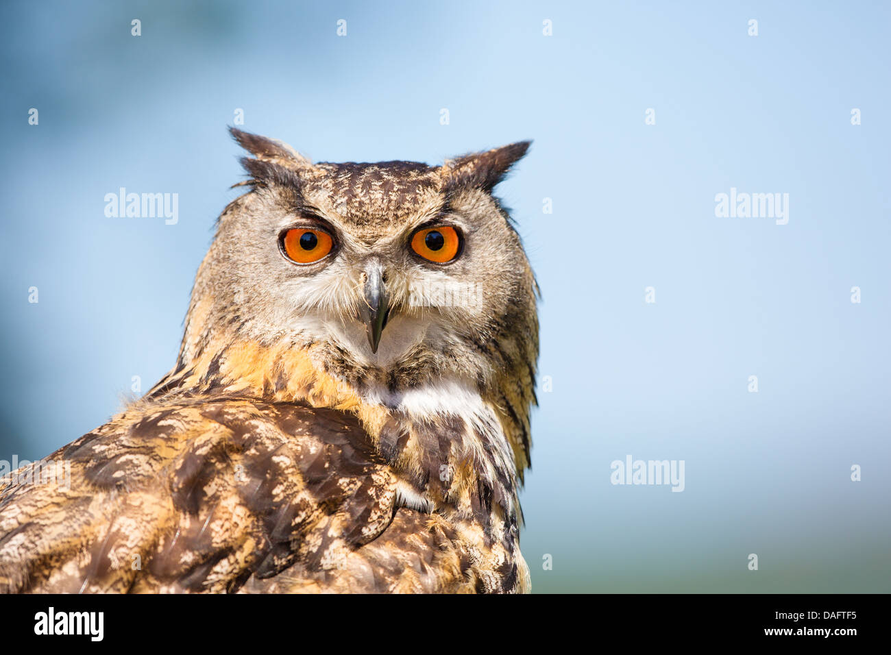 Close-up d'un grand- owl (Bubo bubo) montrant la tête contre un ciel bleu et fond de nuage Banque D'Images