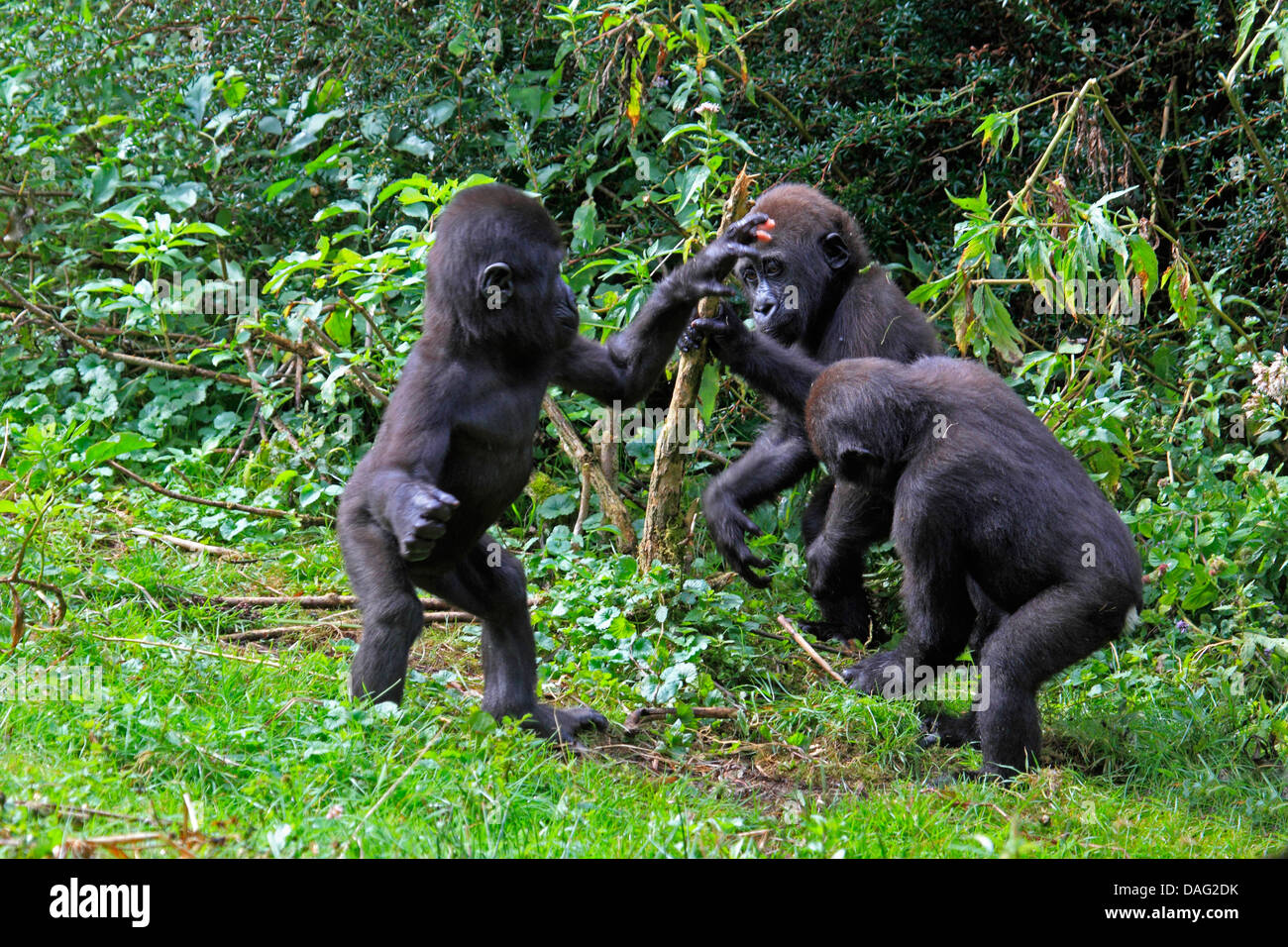 Gorille (Gorilla gorilla gorilla), trois mineurs jouant dans l'herbe Banque D'Images