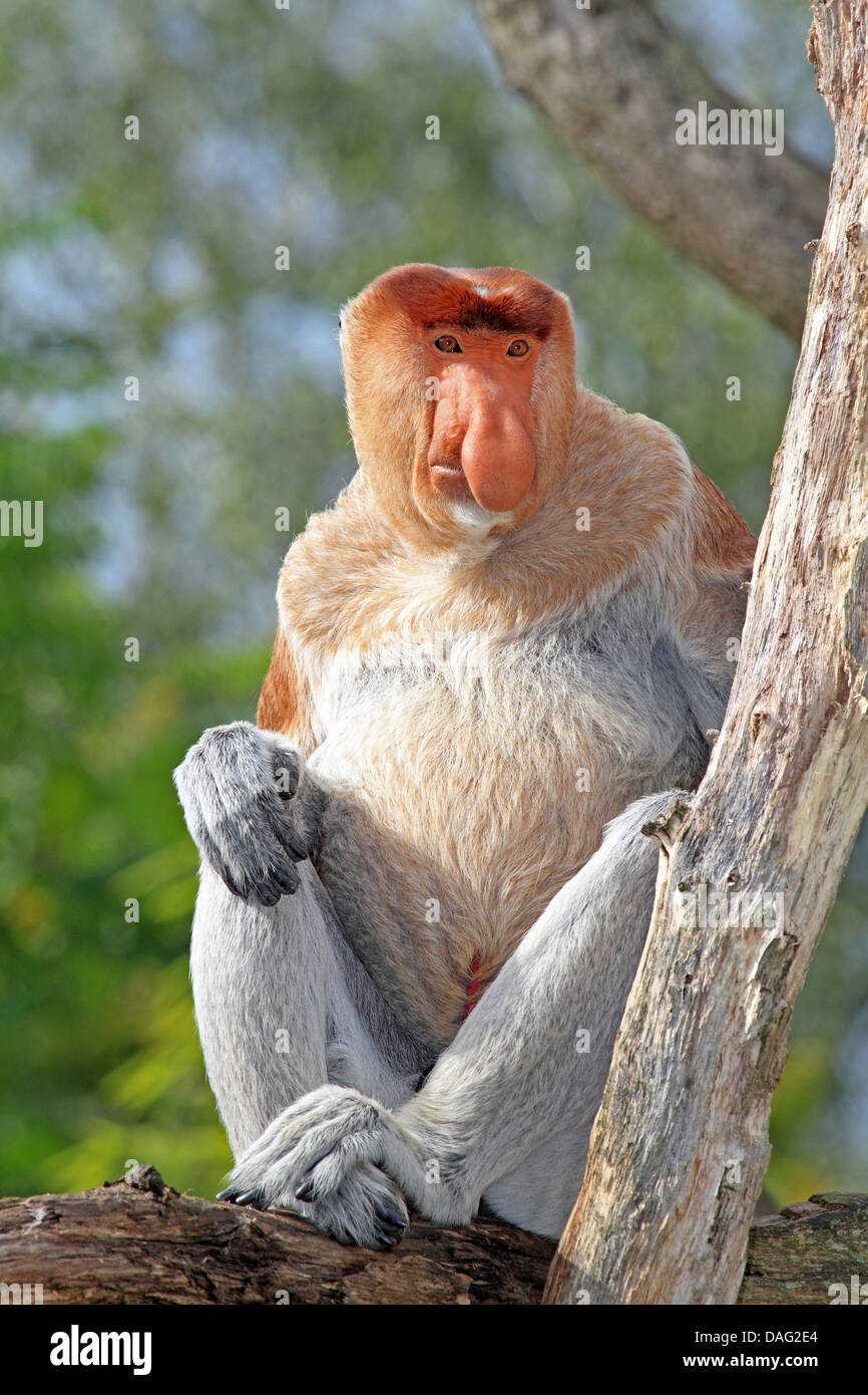 Proboscis Monkey (Nasalis larvatus), homme assis sur un arbre Banque D'Images