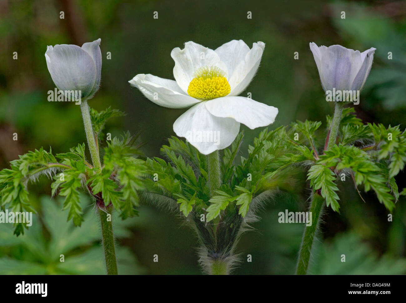 Anémone des Alpes (Pulsatilla alpina), la floraison, l'Italie, le Tyrol du Sud, Dolomites, le Parc Naturel de Fanes-Sennes-Prags Banque D'Images