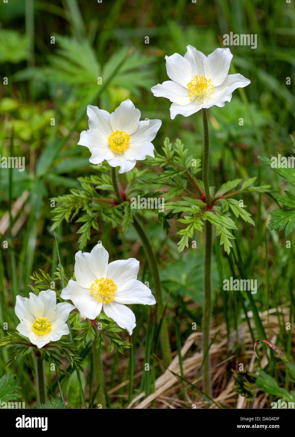 Anémone des Alpes (Pulsatilla alpina), la floraison, l'Italie, le Tyrol du Sud, Dolomites, le Parc Naturel de Fanes-Sennes-Prags Banque D'Images