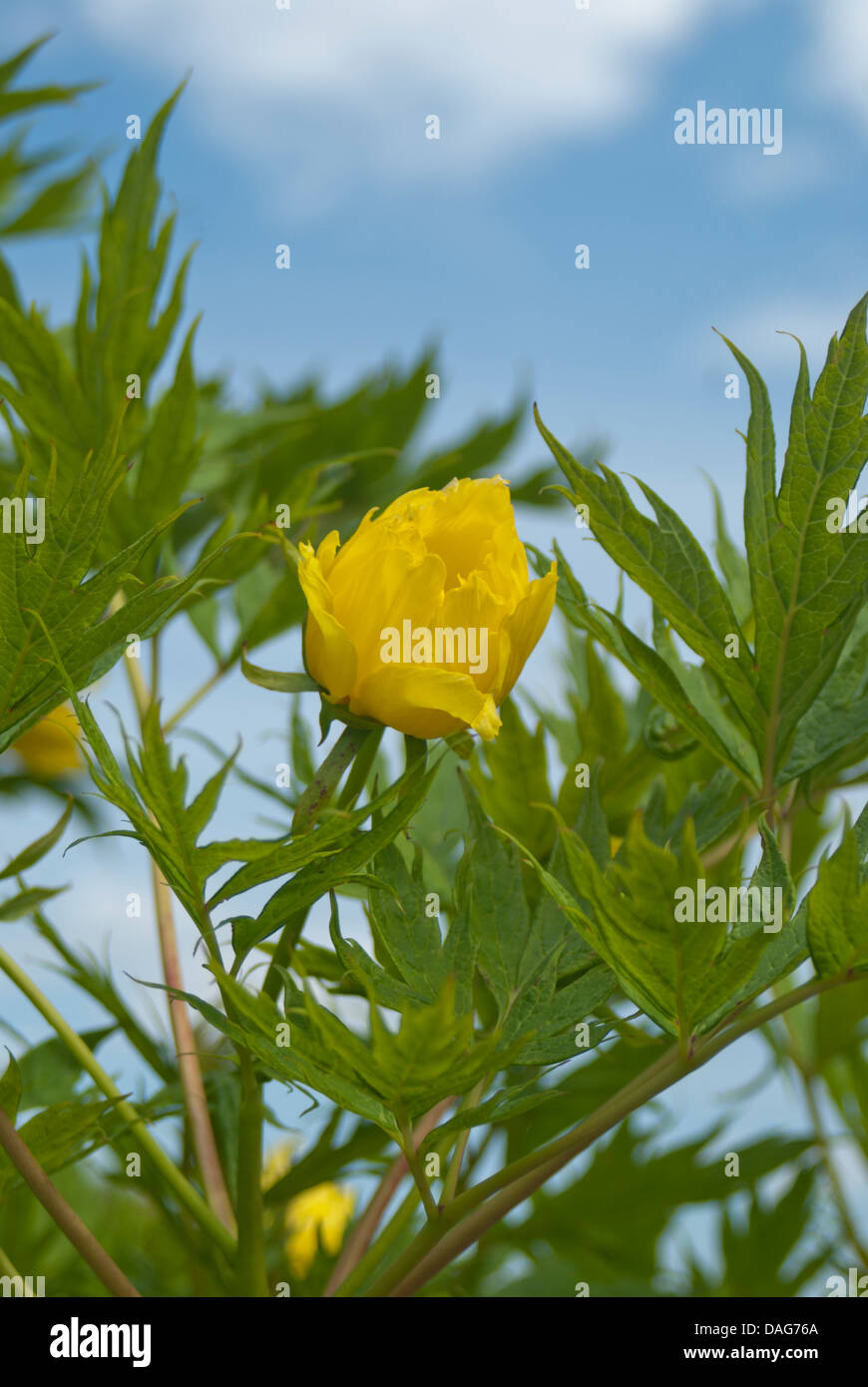 Pivoine arbustive, Paeonia Lutea Ludlowii Banque D'Images