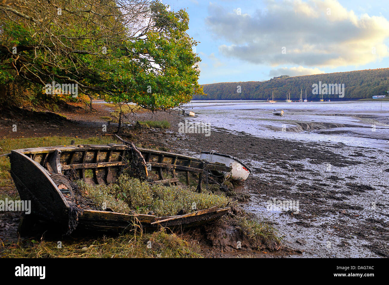 Un vieux bateau en bois pourrir sur un banc de vase de la rivière Cleddau près de Llangwm, Royaume-Uni, pays de Galles, Pembrokeshire Banque D'Images