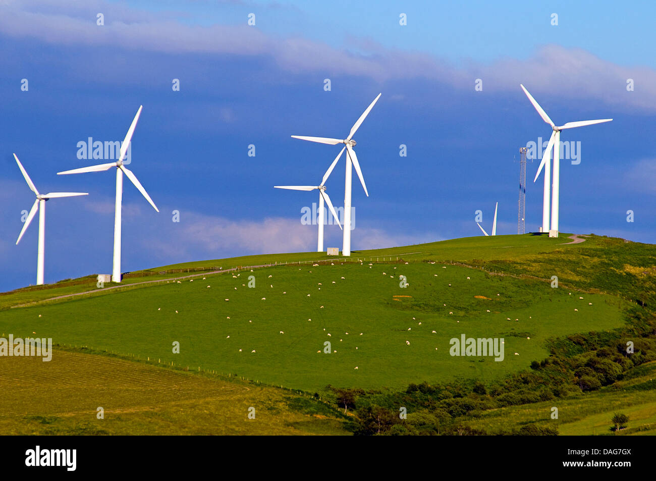 Taff Ely Wind Farm avec troupeau de moutons, Royaume-Uni, pays de Galles Banque D'Images