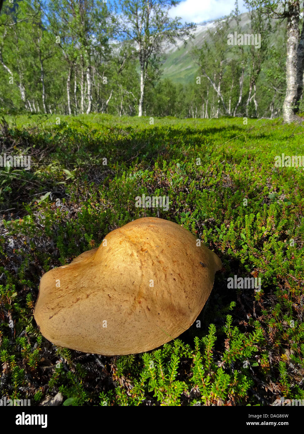 Bouleau brun marron, bolet bolet Le Guide des champignons (bouleau), chez les camarines, Norvège, Troms, Breivikeidet Banque D'Images Bouleau brun marron, bolet bolet Le Guide des champignons (bouleau), chez les camarines, Norvège, Troms, Breivikeidet Banque D'Images