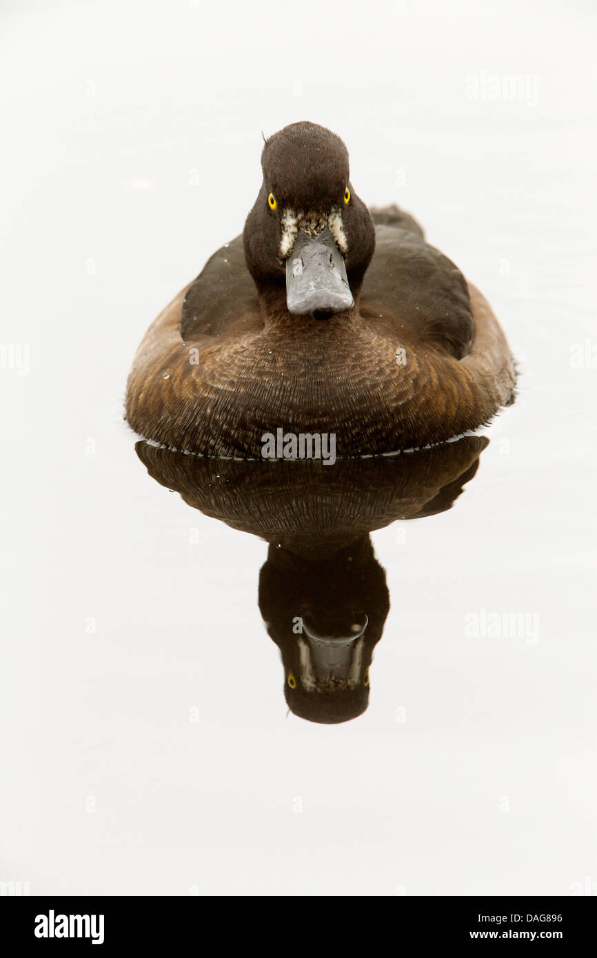 Fuligule morillon (Aythya fuligula), femme reflétant dans le lac, la Norvège, Troms, Prestvannet Banque D'Images Fuligule morillon (Aythya fuligula), femme reflétant dans le lac, la Norvège, Troms, Prestvannet Banque D'Images